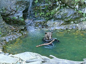 Krumauer Bär Vok am heißen Sommertag, August 2000, Foto: Lubor Mrázek 