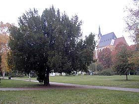 Ausgedehnter Rasenplatz im mittleren Teil des Stadtparks mit einer gewaltigen Eibe und Aussicht auf die Silhouette der Kirche St. Veit, 1999, Foto: J.Olšan 